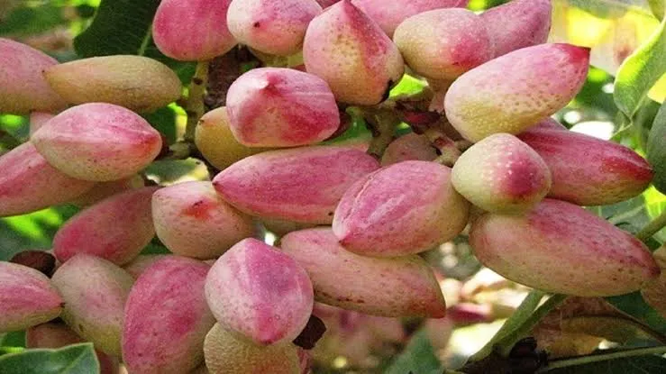 تولید سالانه سه هزار تُن پسته در آذربایجان شرقی