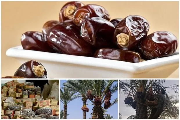 خرمای ارم در مسیر جهانیشدن؛لزوم عبور از خامفروشی و رونق صنایع تبدیلی