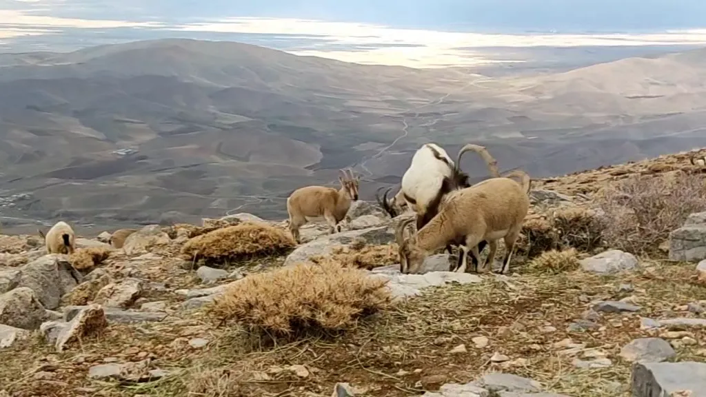 محیط بانان، حافظان زیست بومهای ارزشمند ِ محیط زیست