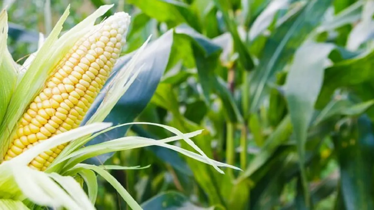 تولید بیش از ۸۱ هزار تن ذرت سیلویی در آذربایجان شرقی