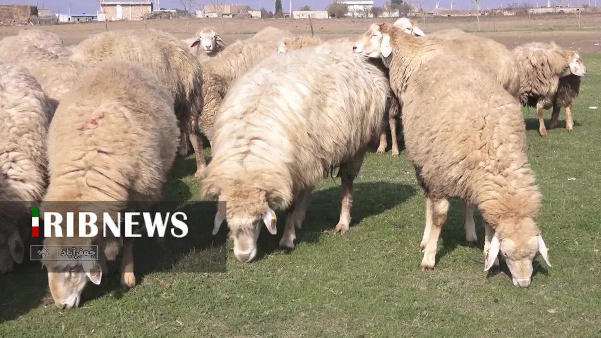 پرورش ۱۰ هزار راس گوسفند مغانی در طرح اصلاح ژنتیکی در اردبیل