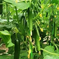 آغاز برداشت خیار از گلخانه‌های شهرستان جوین،خراسان رضوی