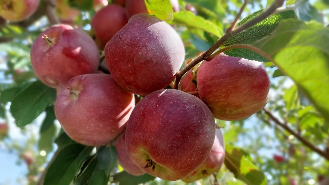 افتتاح جشنواره سیب در روستای خسروشیرین آباده