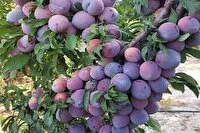 ارومیه قطب اصلی تولید آلو در آذربایجانغربی