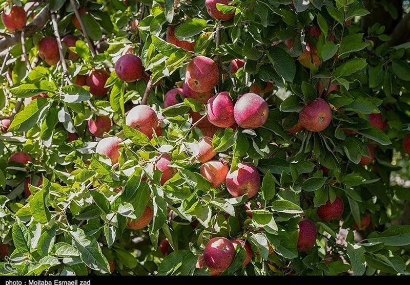 آغاز خرید توافقی سیب صنعتی در آذربایجان‌ غربی