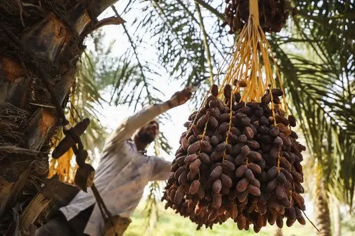 جشنواره خرما برداشت خرما