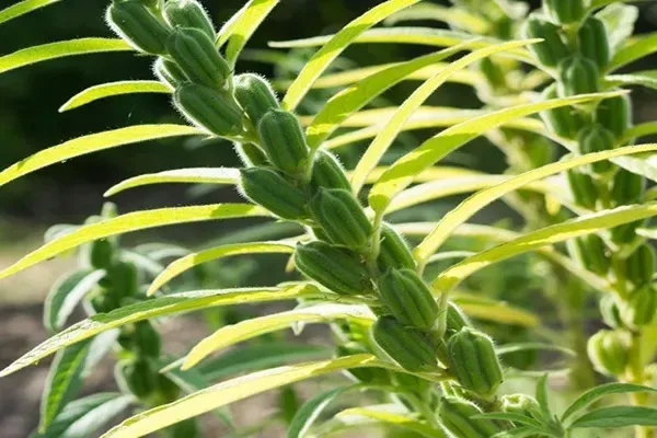 آغاز برداشت دانه روغنی کنجد در حمیدیه