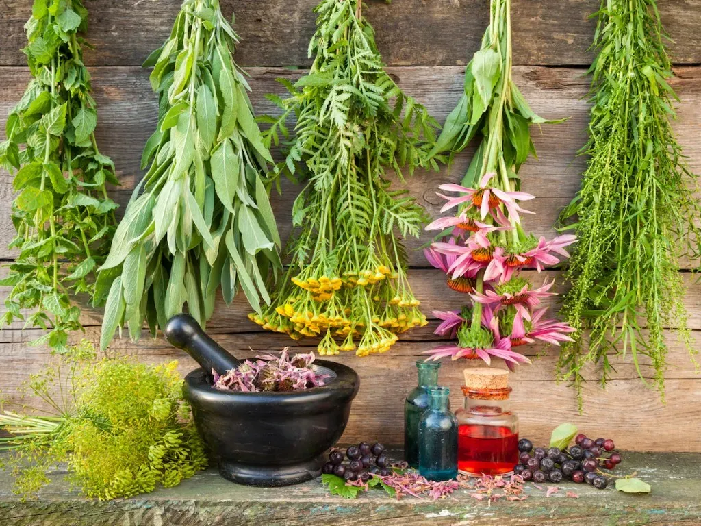 خطر مسمومیت ناشی از مصرف خودسرانه گیاهان دارویی را جدی بگیرید