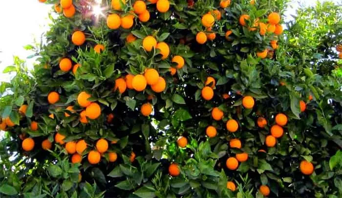آغاز برداشت نارنگی و نارنج از باغهای مرکبات گیلان