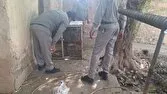 انتقال یک رأس گراز به مرکز نگهداری حیات وحش دزفول
