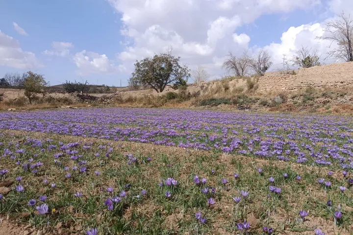 آغاز برداشت زعفران در طرقرود نطنز