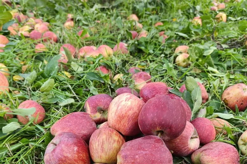 کشاورزی , آذربایجان غربی ,
