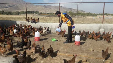 واکسیناسیون یک میلیون و ۳۸۰ هزار قطعه طیور بومی و روستایی استان اصفهان علیه بیماری نیوکاسل