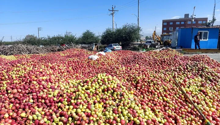 قطب سیب ایران چشمانتظار بازار؛ امسال گره صادرات باز می شود؟