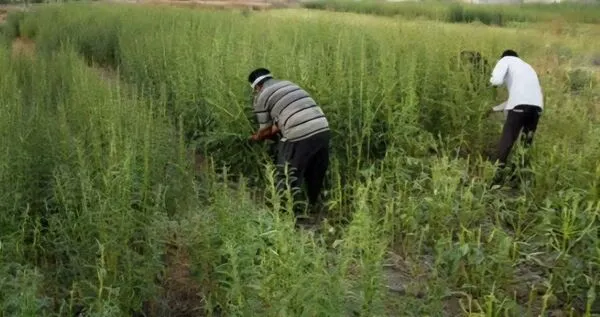 آغاز برداشت محصول کنجد از مزارع شهرستان کوه‌چنار