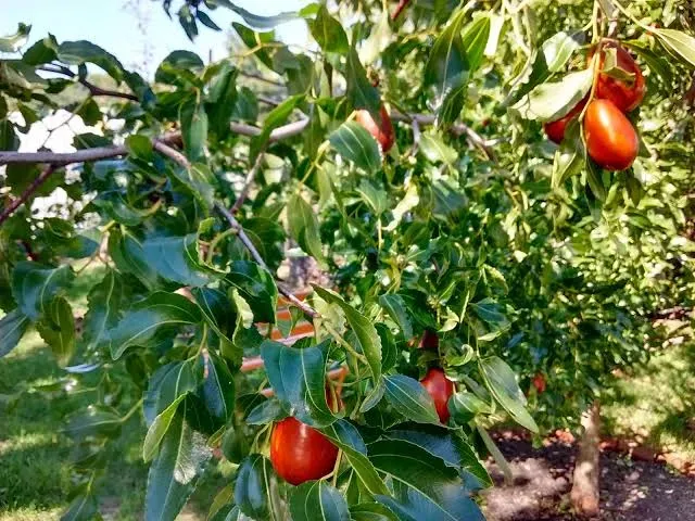 عناب، سرشار از آنتیاکسیدان و جایگزینی برای برخی تنقلات کمارزش