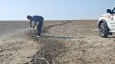 تخریب دو تله زندهگیری هوبره در گشت محیط زیست هندیجان