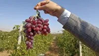 پیش بینی برداشت ۱۰ هزار تن انگور از باغات شهرستان نقده