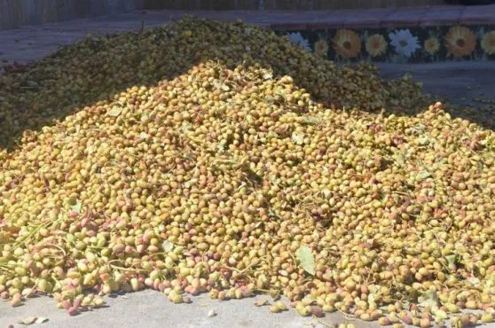 کشف ۷۰۰ کیلوگرم پسته سرقتی در مهولات؛ سارق دستگیر شد