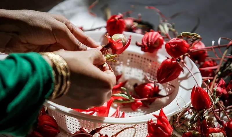 چای ترش برداشت چای ترش مزارع چای ترش