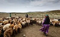 سهم ۲۵ درصدی عشایر از تولید گوشت قرمز کشور