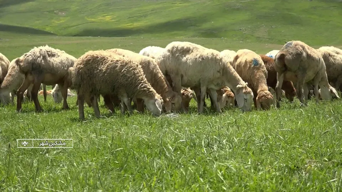 بذرپاشی و تقویت پوشش گیاهی با اجرای طرح بیولوژیک در مراتع اردبیل