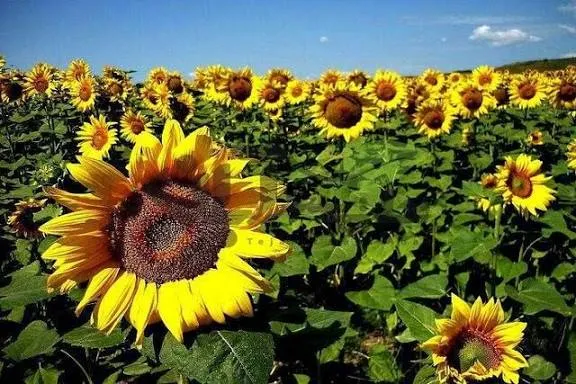 پیشبینی برداشت ۵۰۰ تن آفتابگردان آجیلی و روغنی از مزارع نهاوند