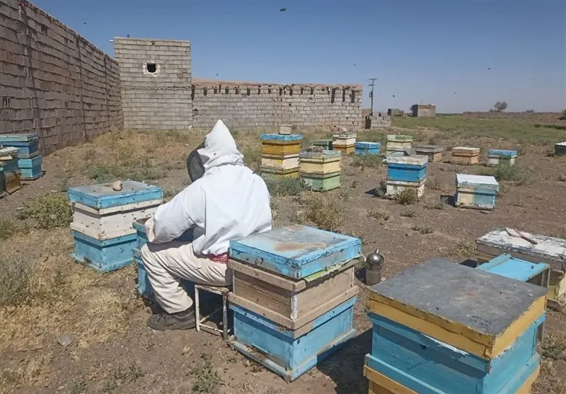 زنبورداری سیستان و بلوچستان در مسیر توسعه صادرات عسل ارگانیک