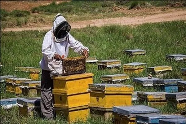سرشماری برخط زنبورستان های گیلان آغاز شد