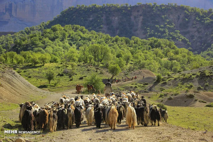 عشایر قم سالانه ۴ هزار و ۸۸۰ میلیارد ریال تولید اقتصادی دارند