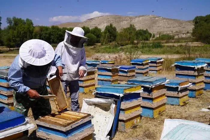 زنبورستانهای کرمانشاه سرشماری میشوند