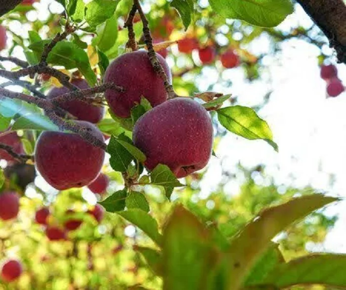 پیشبینی تولید بیش از ۲۰۰ هزار تن سیب در اشنویه