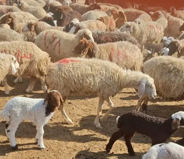 خروج بیش از ۸ هزار واحد دامی از شیراز طی هفت ماه