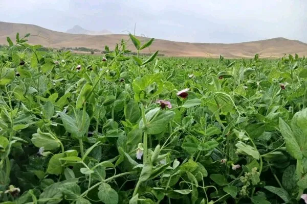 انعقاد قرارداد کشت نخودفرنگی علوفهای در ۸۰۰ هکتار از اراضی کامیاران