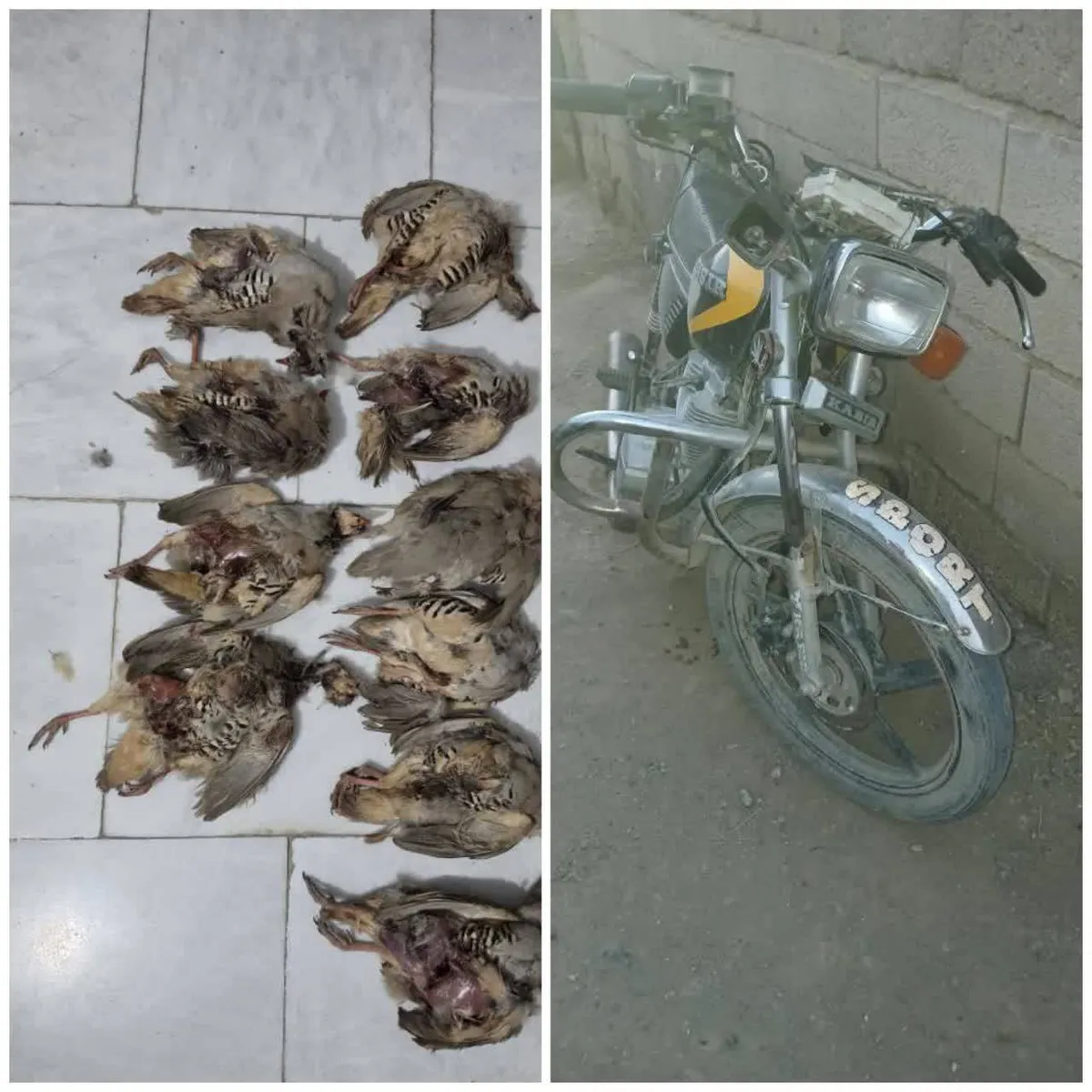 کشف ۱۰ لاشه کبک به همراه ادوات کشف جرم در بختگان فارس