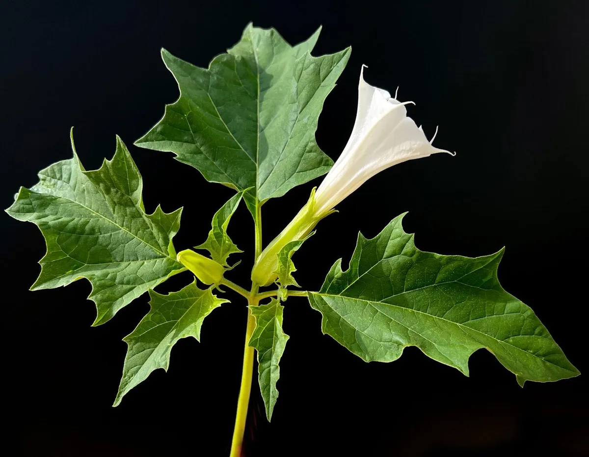 مسمومیت اهالی یک روستا در خراسان شمالی با سبزی آلوده و دستگیری سبزی فروش