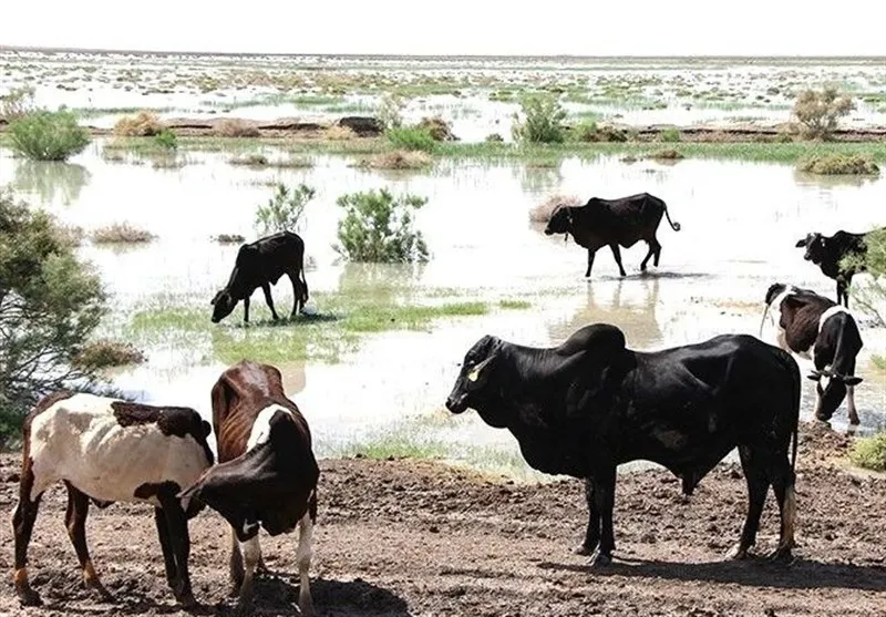 دامداران سیستانی در محاصره خشکسالی و گرانی/ نه آب هست نه خوراک دام!
