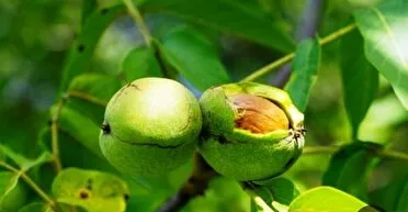 امسال ۳۶۰۰ تن گردو در پاوه برداشت می شود