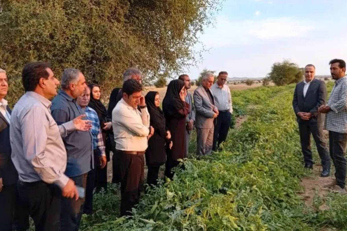 بخشدار ارم: برداشت ۵۰ هزار تن گوجهفرنگی در حال تحقق است