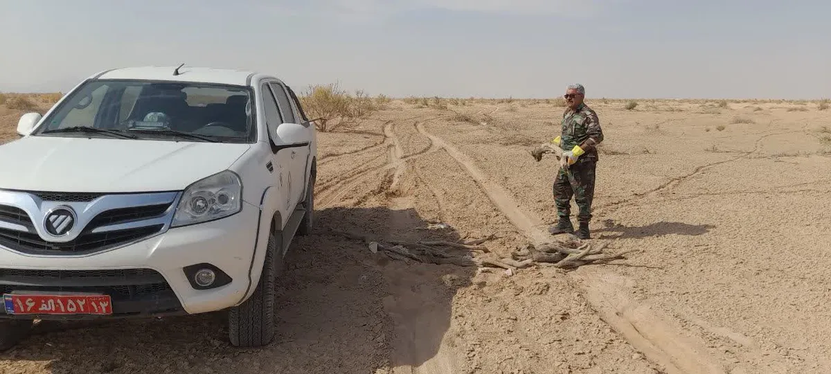 کشف و توقیف ۶۰۰ کیلوگرم چوب قاچاق تاغ در اصفهان