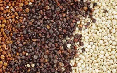 سورگوم و کینوا جایگزین محصولات پر آببر میشوند