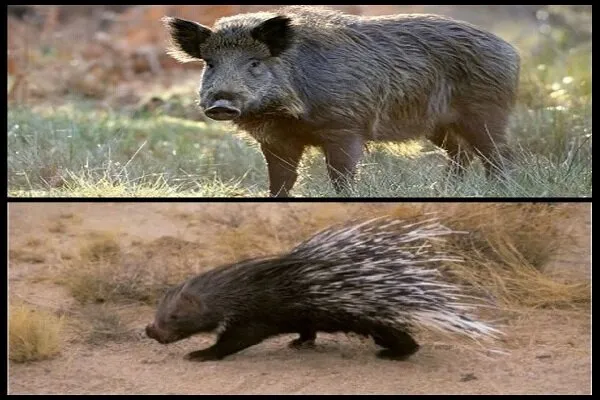 دستگیری شکارچیان غیرمجاز در پلدختر