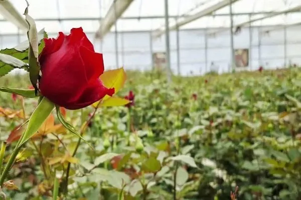 سرمایهگذاری ۱.۵ همتی برای احداث شهرک تخصصی گلخانه در اسدآباد