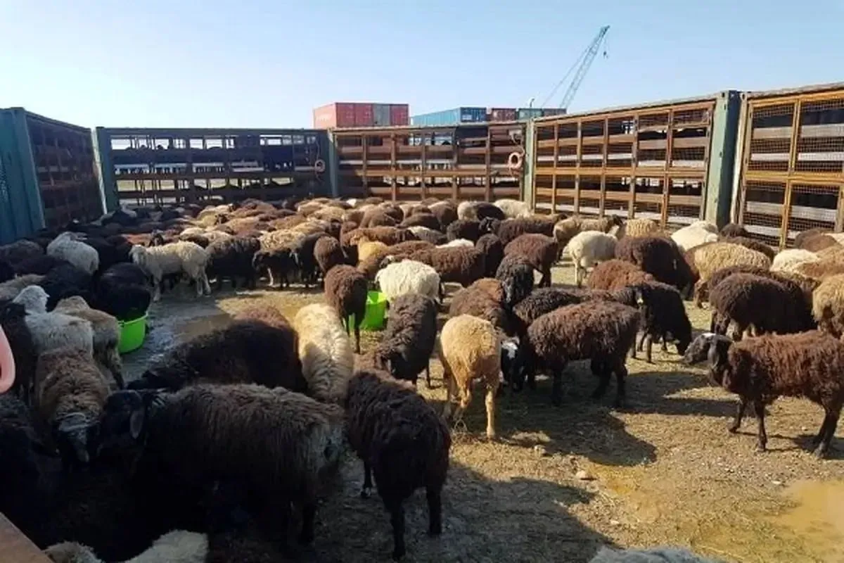 سیلاب در دزفول موجب تلف شدن ۲۴۰ رأس دام یک خانواده عشایری شد