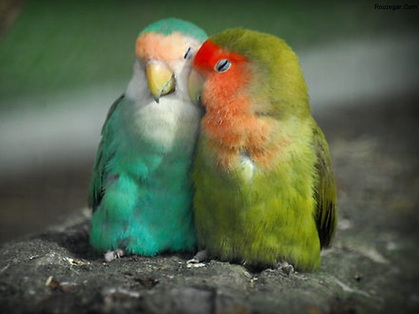 https://rouzegar.com/wp-content/uploads/2014/10/animals-being-romantic-3.jpg