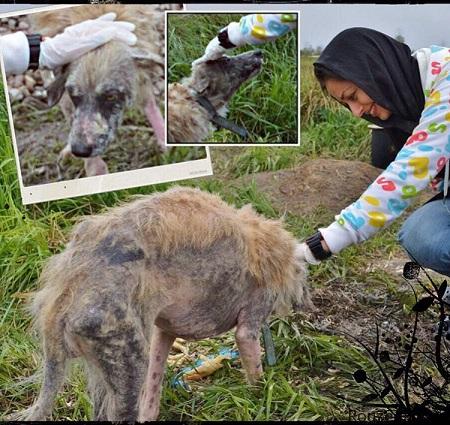 Nafiseh-Roshan-rouzegar (1)