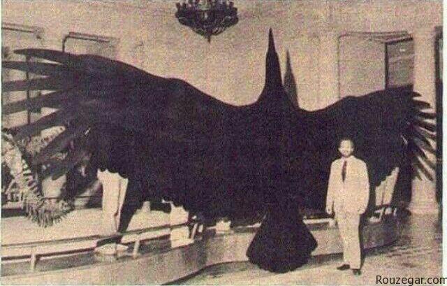 بزرگترین پرنده,عکس بزرگترین پرنده,بزرگترین پرنده دنیا