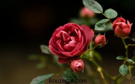 Rosa canina,گل نسترن,نسترن,خواص عرق گل نسترن,گل نسترن به انگلیسی,گل نسترن رونده,گل نسترن قرمز,انواع گل نسترن,میوه گل نسترن,معنی نسترن,عرق گل نسترن