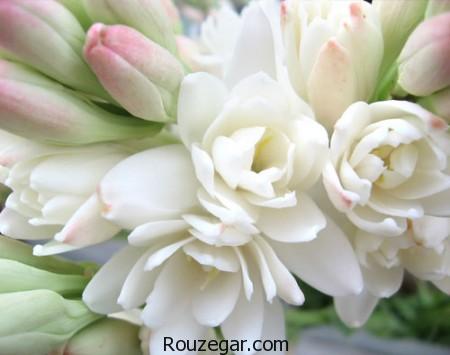 عکس گل مریم،گل مریم، تصاویر گل مریم، عکس گل