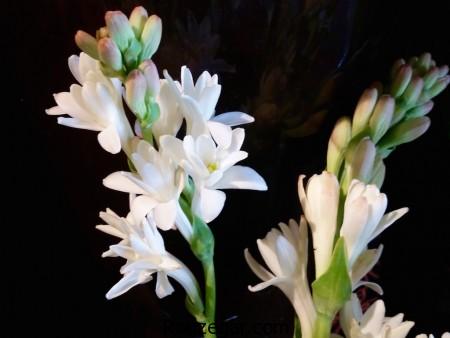 عکس گل مریم،گل مریم، تصاویر گل مریم، عکس گل